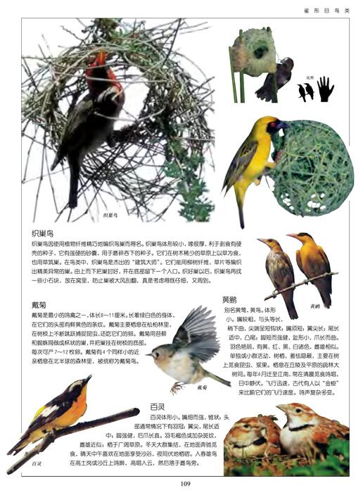 陈力漫-动物世界百科全书-雀目形鸟类