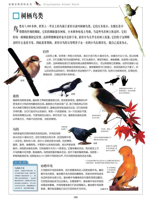 陈力漫-动物世界百科全书-雀目形鸟类