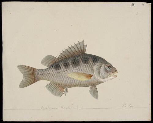中国海鱼图解.illustrations of chinescrustaceans.荷兰格罗宁根大学藏.约绘于19世纪初 2