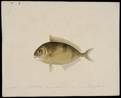 中国海鱼图解.illustrations of chinescrustaceans.荷兰格罗宁根大学藏.约绘于19世纪初 3