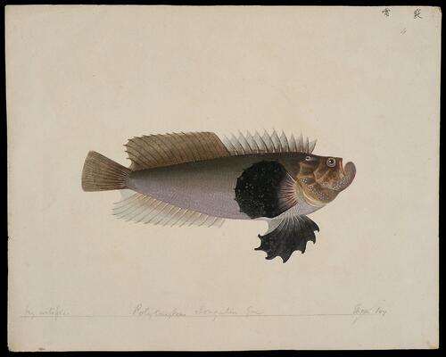 中国海鱼图解.illustrations of chinescrustaceans.荷兰格罗宁根大学藏.约绘于19世纪初 4