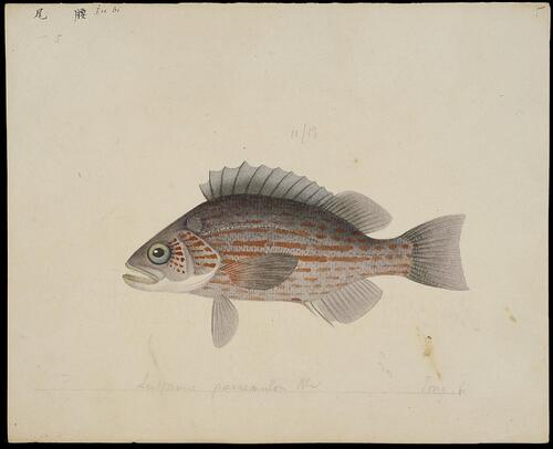 中国海鱼图解.illustrations of chinescrustaceans.荷兰格罗宁根大学藏.约绘于19世纪初 5