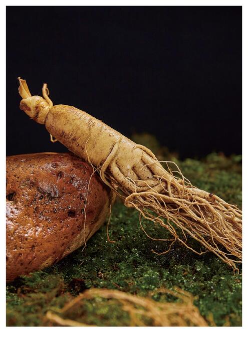 参 中上品是汉参1