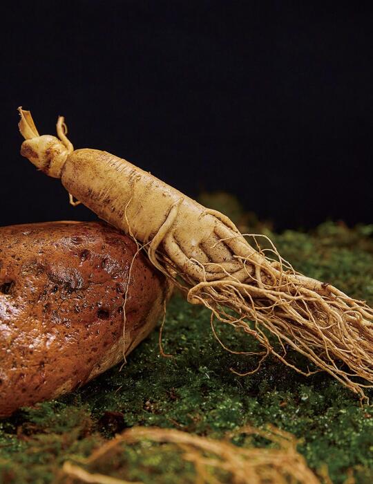 参 中上品是汉参新