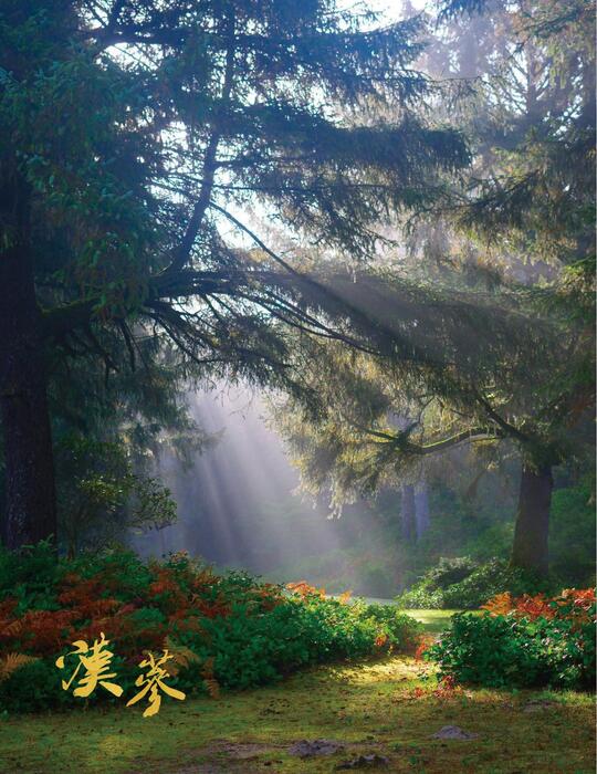 参 中上品是汉参新