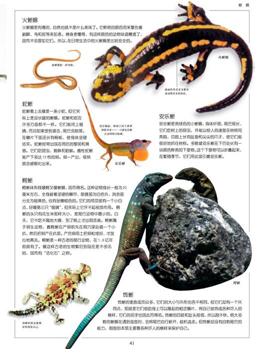 陈力漫-动物世界百科全书-蜥蜴