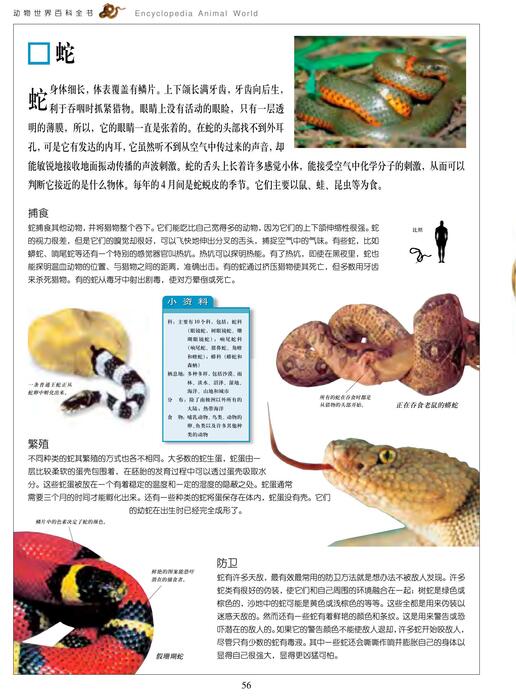 陈力漫-动物世界百科全书-蛇