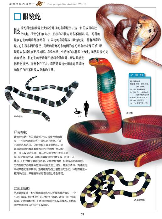 陈力漫-动物世界百科全书-毒蛇