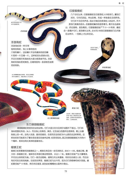 陈力漫-动物世界百科全书-毒蛇