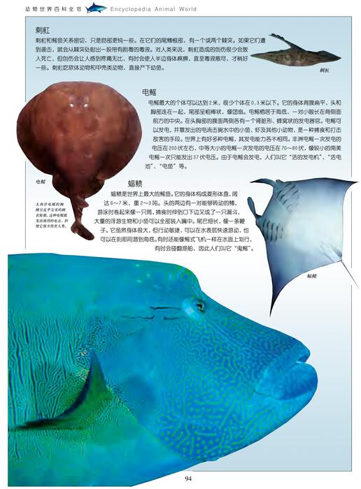 陈力漫-动物世界百科全书-软骨鱼及无颚鱼