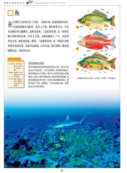 陈力漫-动物世界百科全书-鱼