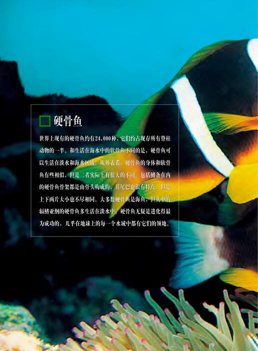 陈力漫-动物世界百科全书-硬骨鱼