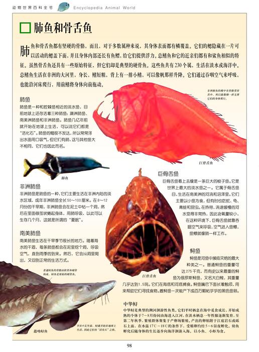 陈力漫-动物世界百科全书-硬骨鱼