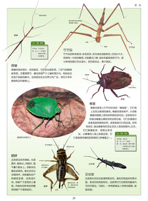 陈力漫-动物世界百科全书-昆虫
