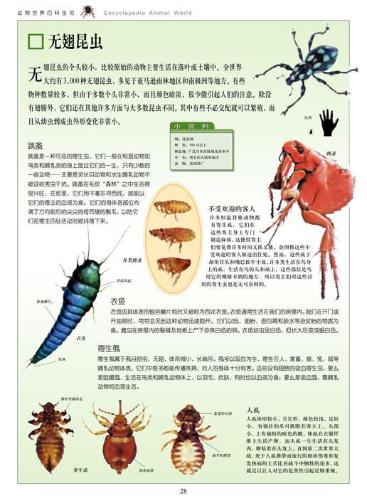 陈力漫-动物世界百科全书-昆虫