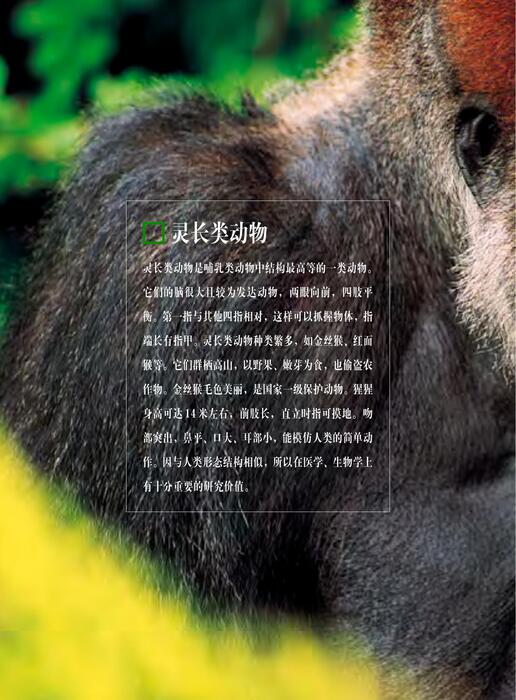 陈力漫-动物世界百科全书-灵长类动物