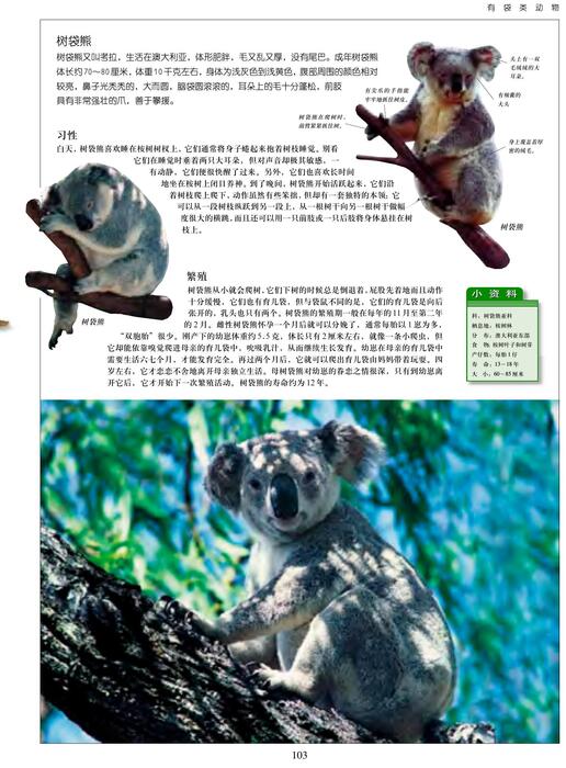 陈力漫-动物世界百科全书-有袋类动物