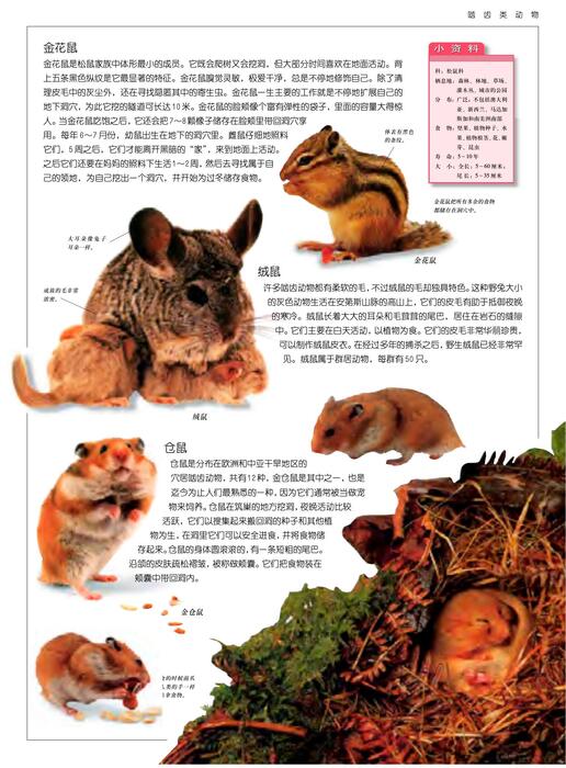 陈力漫-动物世界百科全书-啮齿类动物