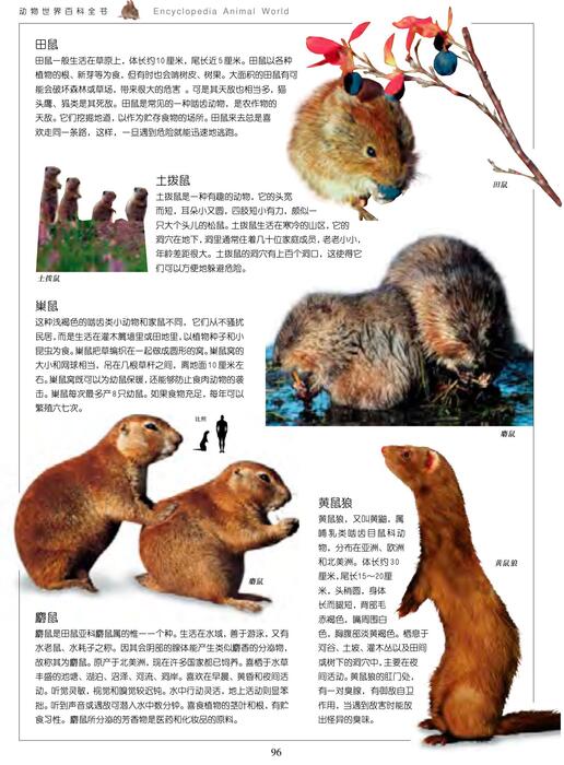 陈力漫-动物世界百科全书-啮齿类动物
