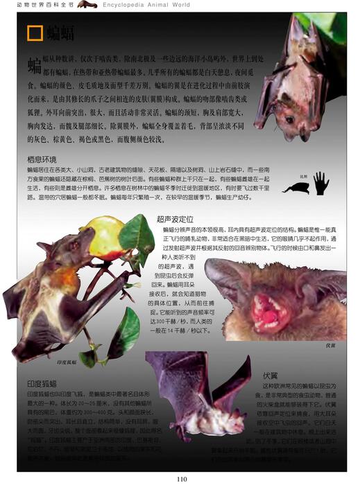 陈力漫-动物世界百科全书-食虫类动物