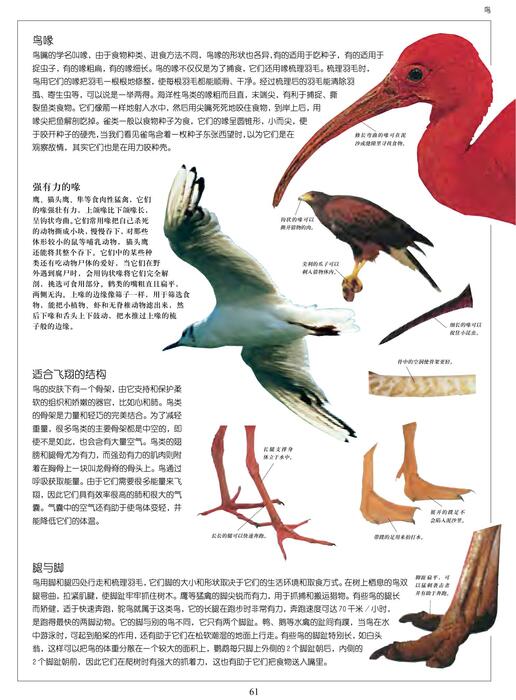 陈力漫-动物世界百科全书-鸟