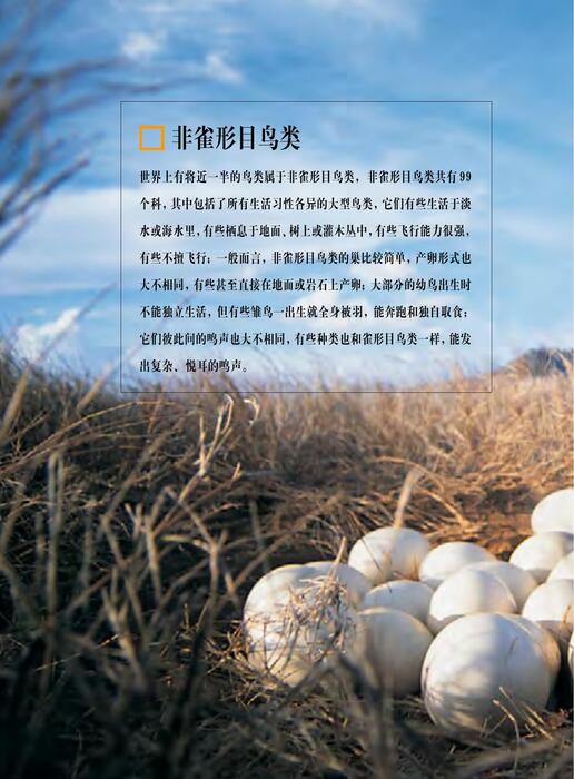 陈力漫-动物世界百科全书-非雀形目鸟类-