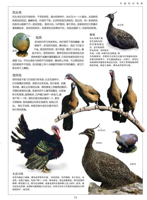 陈力漫-动物世界百科全书-非雀形目鸟类-