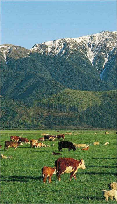 new_zealand-2010