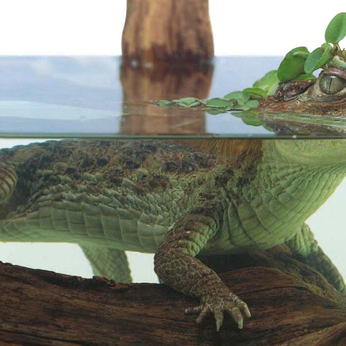 reptiles-2005 reptiles-2005