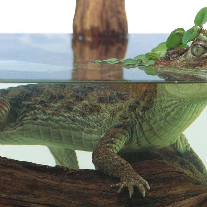 reptiles-2005