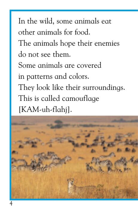 1 animal hide and seek