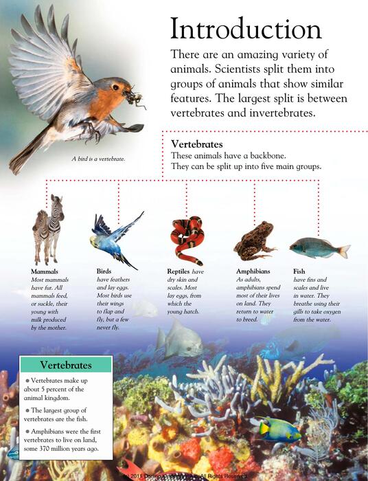 animals_around_the_world-2009