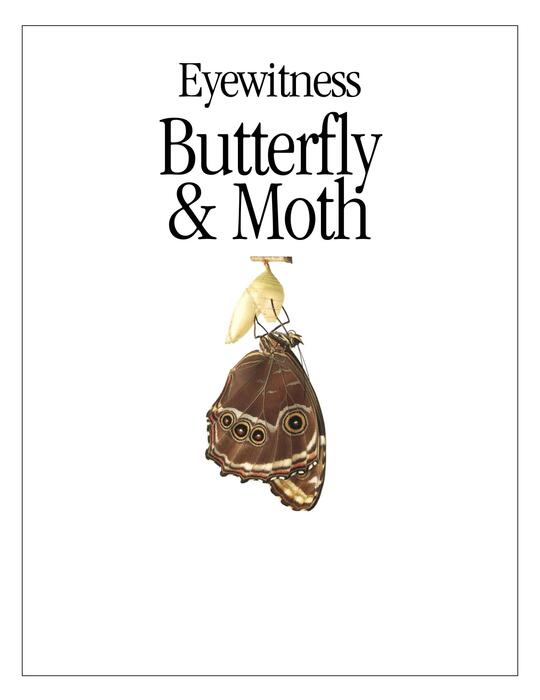 butterfly_and_moth-2000