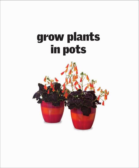 grow_plants_in_pots-2011