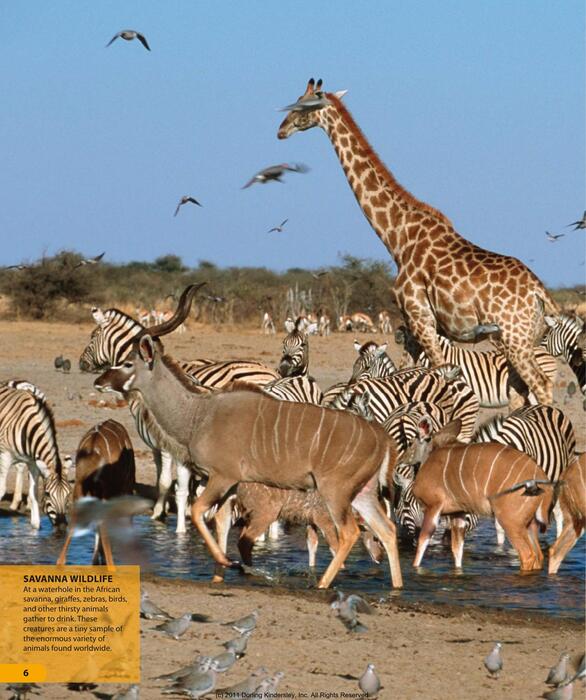 one_million_things__-animal_life-2009