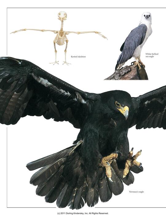 eagles_&_birds_of_prey-2000