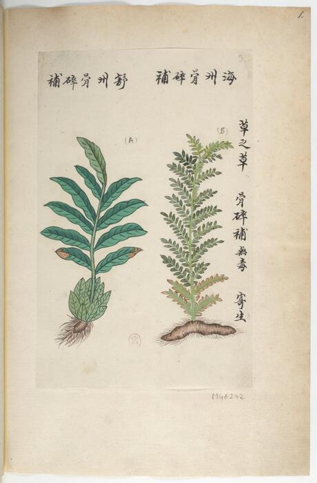 plantes de la chine.3卷.中国自然历史绘画.本草集.19世纪