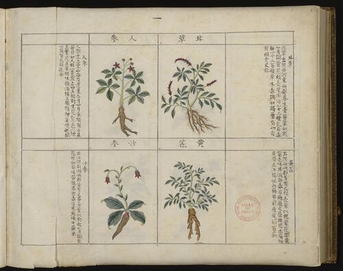 中国药用本草绘本.traité chinois de botanique médicale.18世纪彩绘本