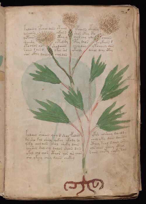 伏尼契手稿.voynich manuscript.高清.耶鲁大学图书馆藏.约十五世纪 5