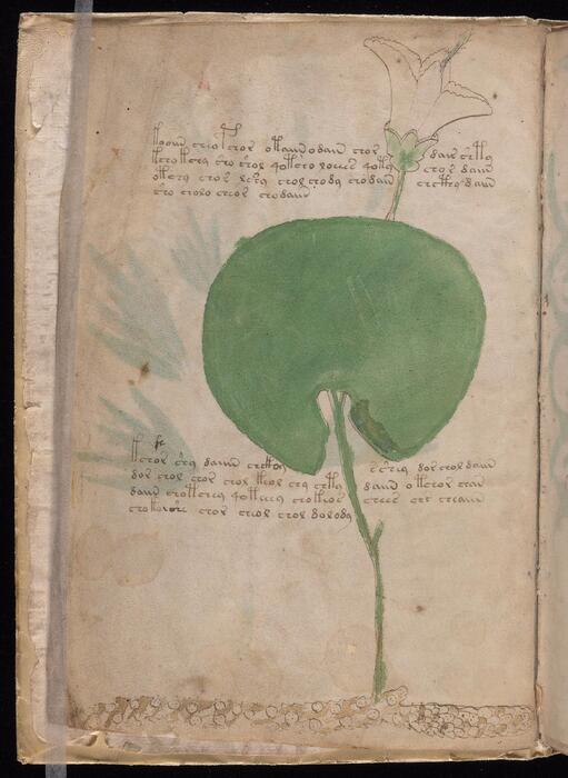 伏尼契手稿.voynich manuscript.高清.耶鲁大学图书馆藏.约十五世纪 6