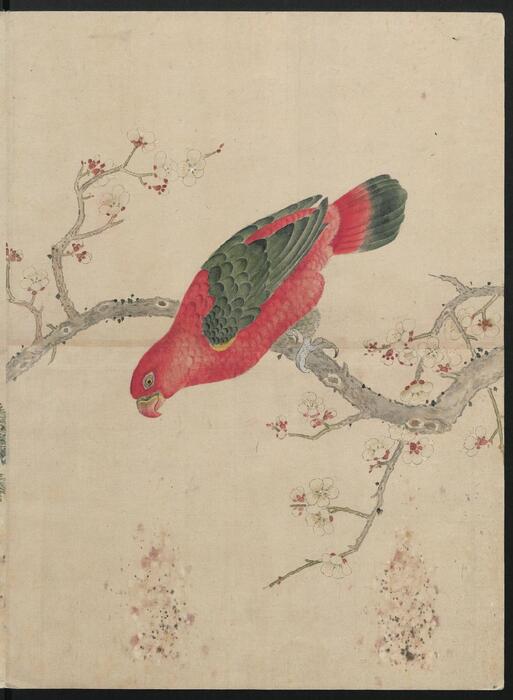 花鸟图帖.3册.作者绘制年代未知.19世纪