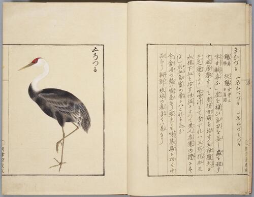 華鳥譜.服部雪斎.画.十九世纪写绘本