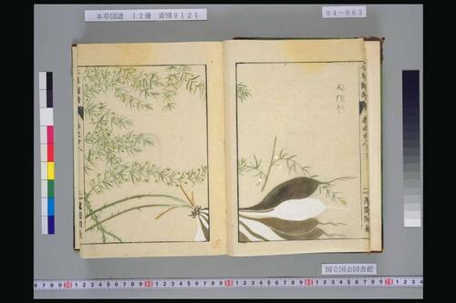 页面提取自－本草図譜.岩崎常正著-4