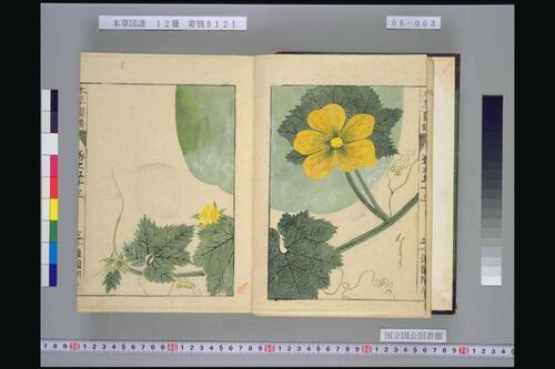 页面提取自－本草図譜.岩崎常正著-8