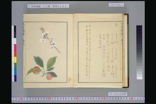 页面提取自－本草図譜.岩崎常正著-9