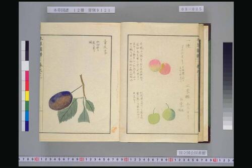 页面提取自－本草図譜.岩崎常正著-9