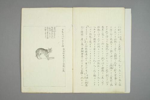 山猫図説,桂桂嶼撰