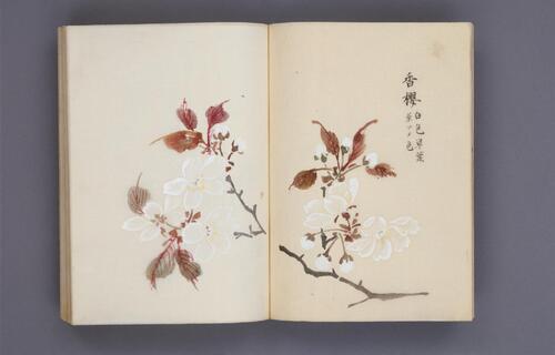 樱华八十图.桜華八十図.超高清版本.5699x3624像素