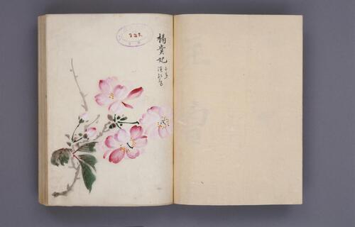 樱华八十图.桜華八十図.超高清版本.5699x3624像素