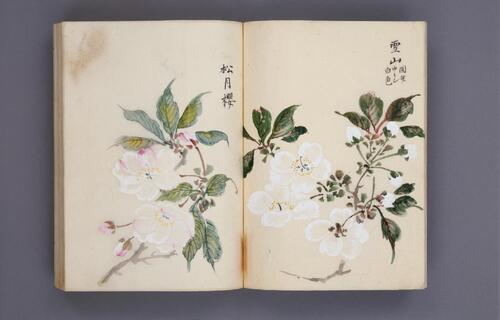 樱华八十图.桜華八十図.超高清版本.5699x3624像素